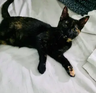 MINERVA