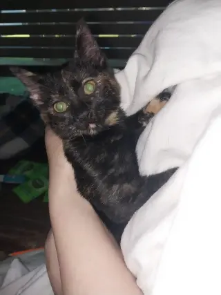 MINERVA