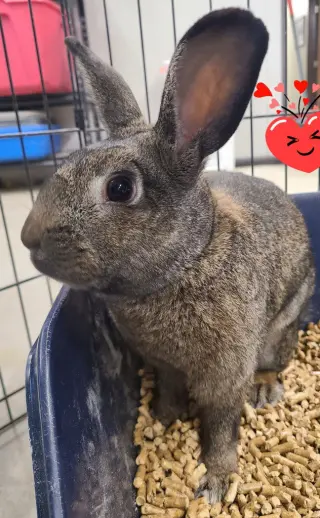 Wendell