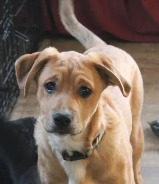Simon