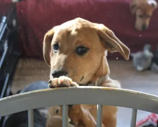Simon