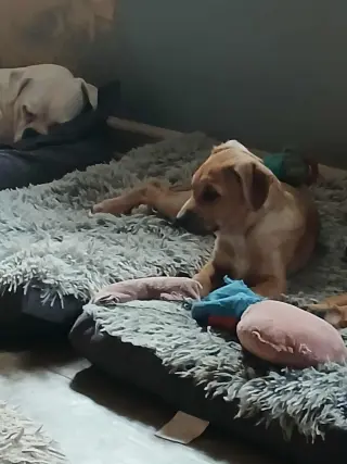 Simon