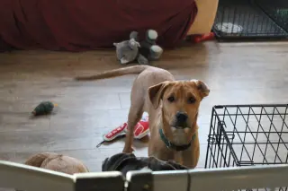 Theodore