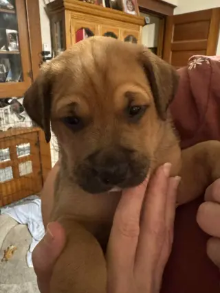 Theodore