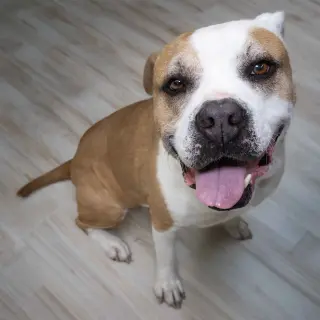 Oakley