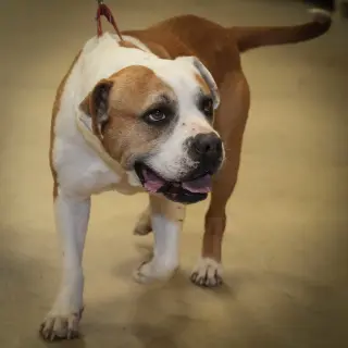 Oakley