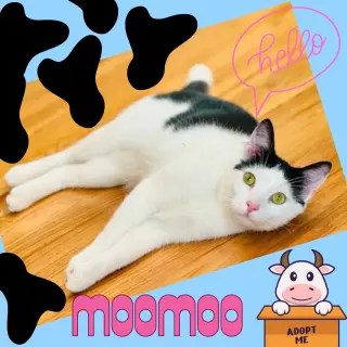 MooMoo