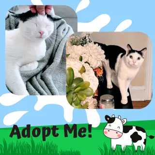 MooMoo