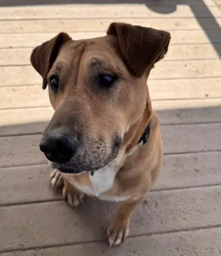 Reba