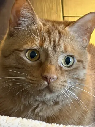 Carl