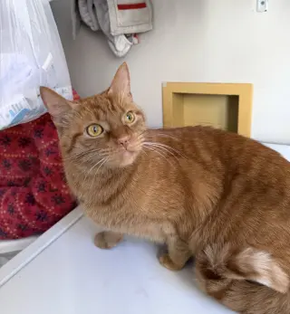 Carl