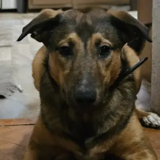 Buster