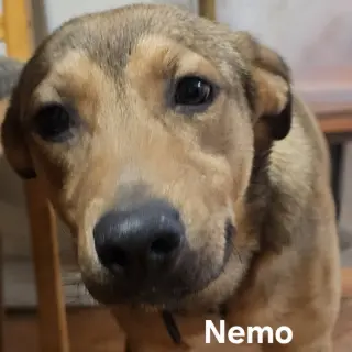 Nemo