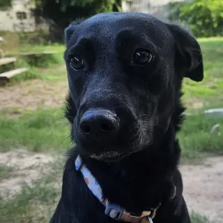 Dolly