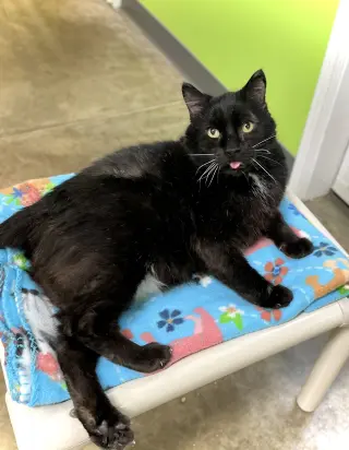 Wants Pets Please