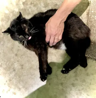Wants Pets Please