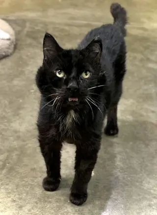 Wants Pets Please