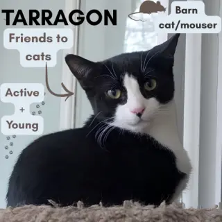 Barn Cat/Mouser: Tarragon