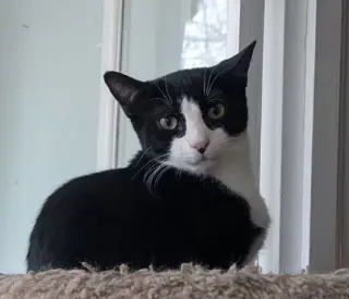Barn Cat/Mouser: Tarragon