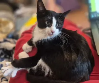 Barn Cat/Mouser: Tarragon
