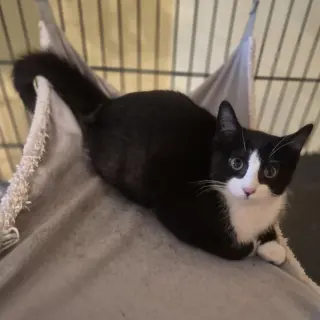 Barn Cat/Mouser: Tarragon