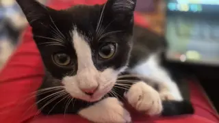 Barn Cat/Mouser: Tarragon