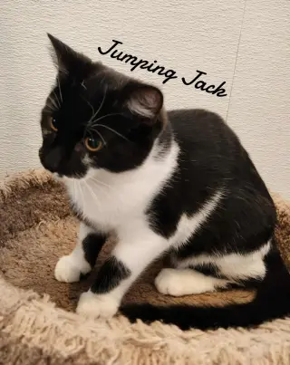 Jumping Jack