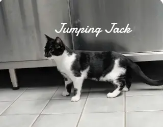 Jumping Jack