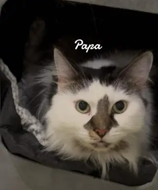Papa
