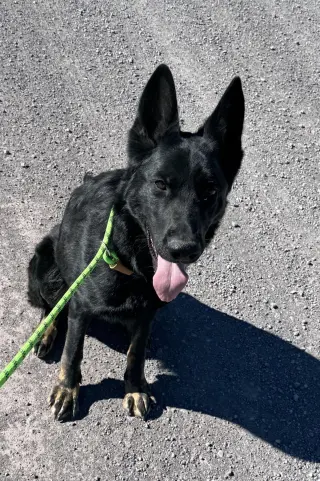 Levi