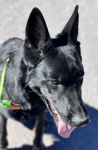 Levi