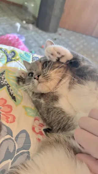 Darby