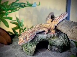Keppa