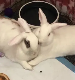 Trixie & Trinket (bonded pair)