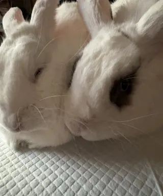 Trixie & Trinket (bonded pair)