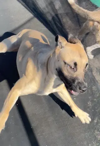 COURTESY POSTING Mama Gucci & Puppies