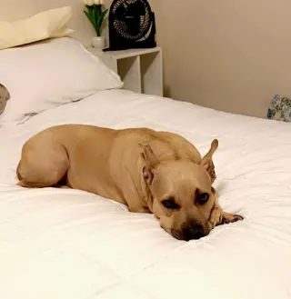 Honey Potato