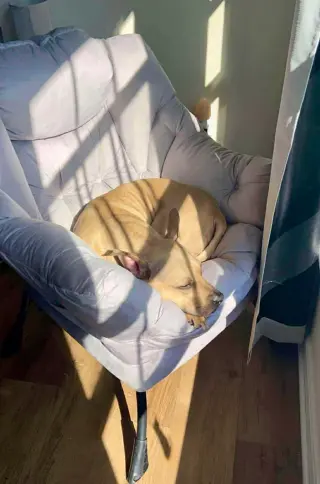 Honey Potato