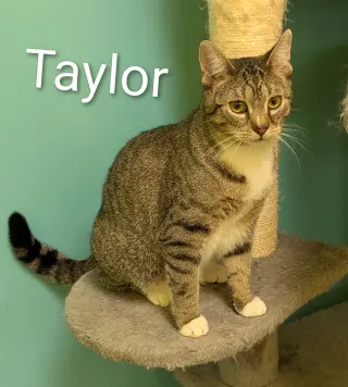 Taylor