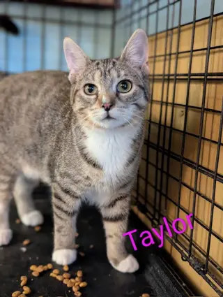 Taylor