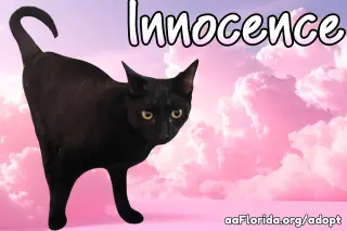 Innocence