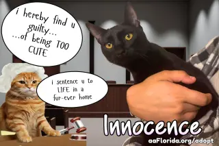 Innocence