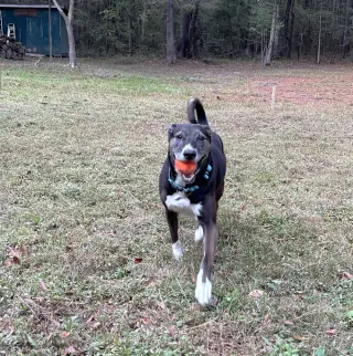Rosie