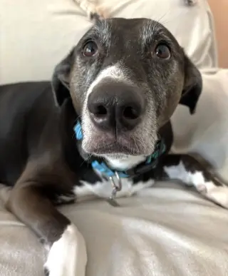 Rosie