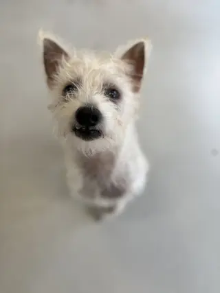 Scotch