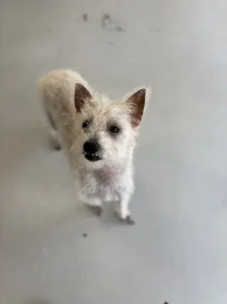 Scotch