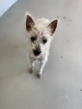 Scotch