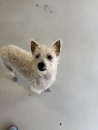 Scotch