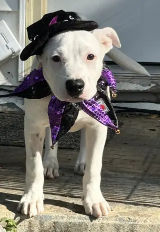 Pearl