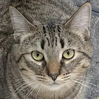 Tigs